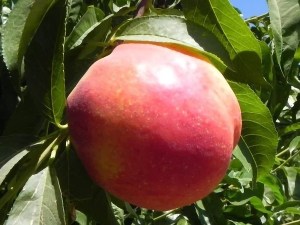 Candy Sprinkles Nectarine Standard